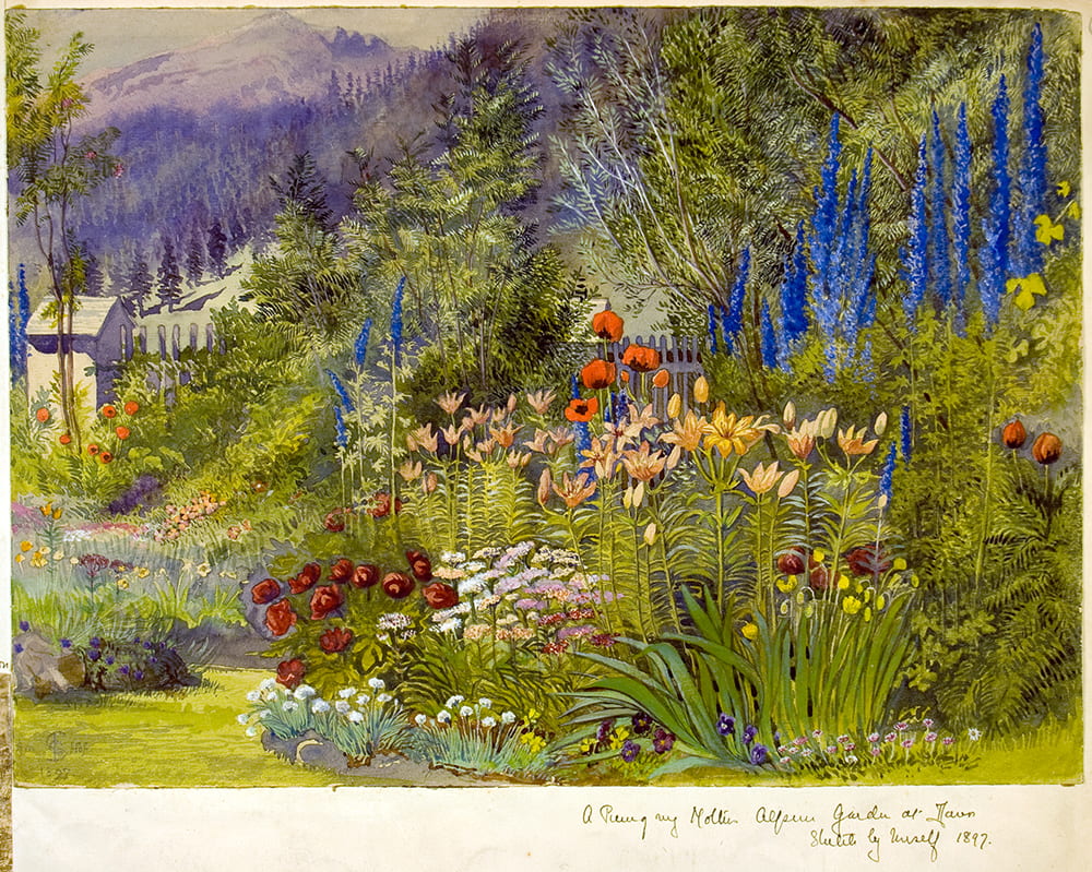 Spring is coming! Artwork by Margaret Symonds (Madge Vaughan) of the garden at ‘Am Hof’, Davos Platz, Switzerland, entitled ‘A View of my Mother’s Alpine Garden at Davos / Sketch by Myself 1897’. DM375/1.
